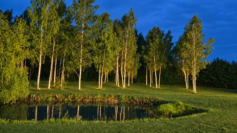 The pond and the lit birches in the evening light, the trees reflected in the water